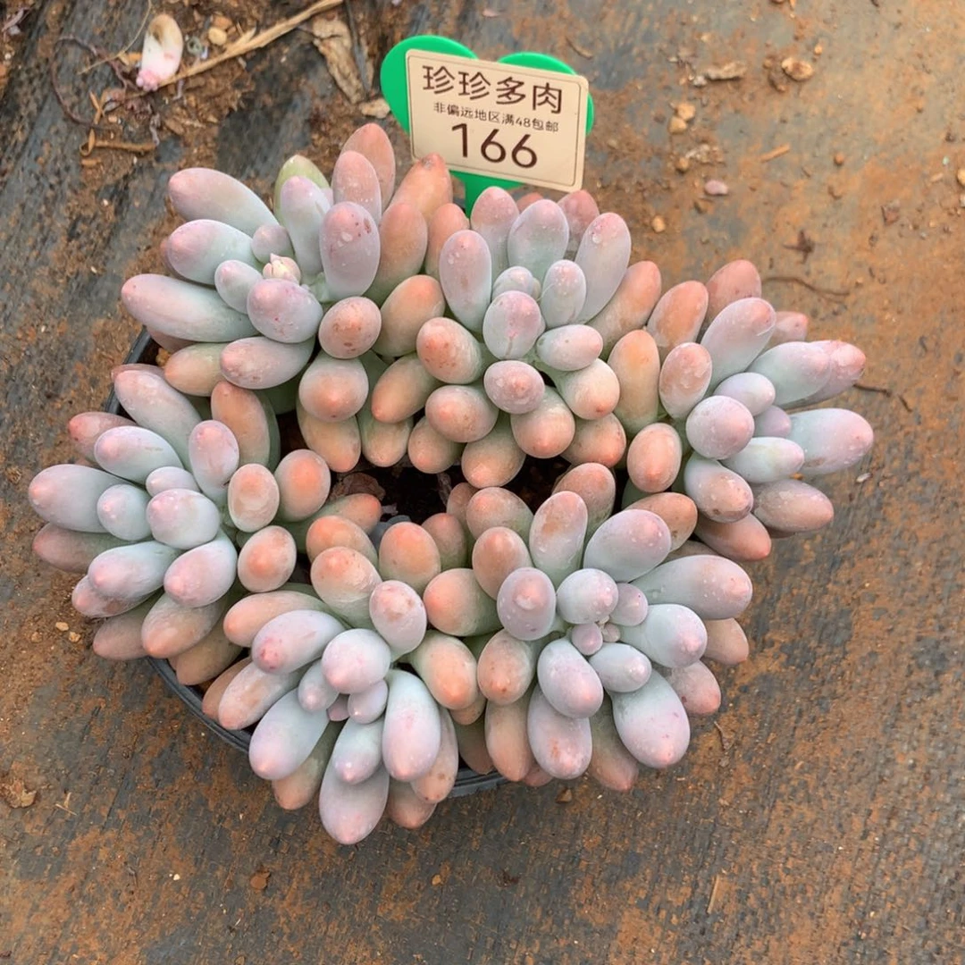 大叶汤圆无砍一物一拍