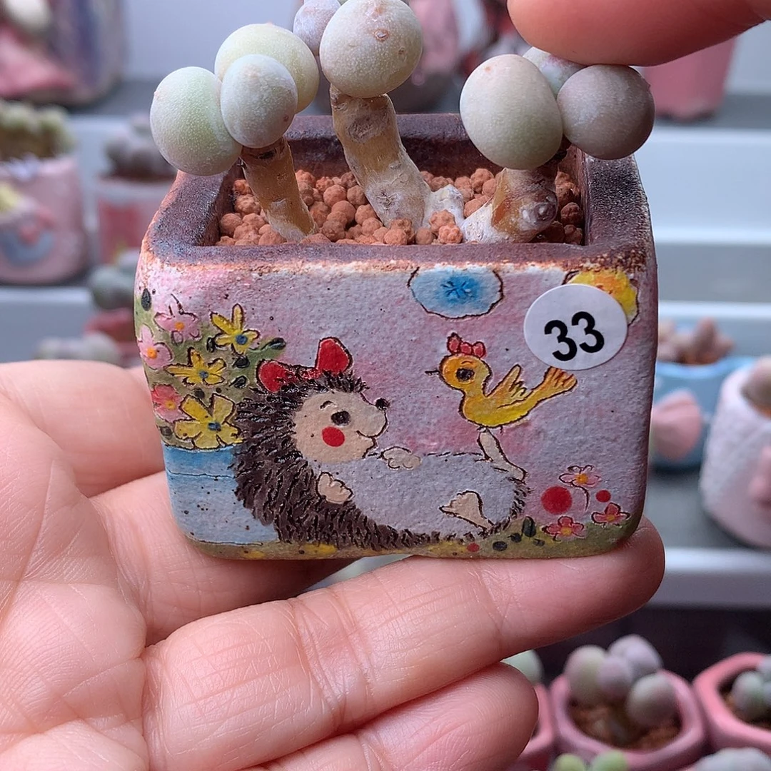 鸡蛋奶酪带盆发货