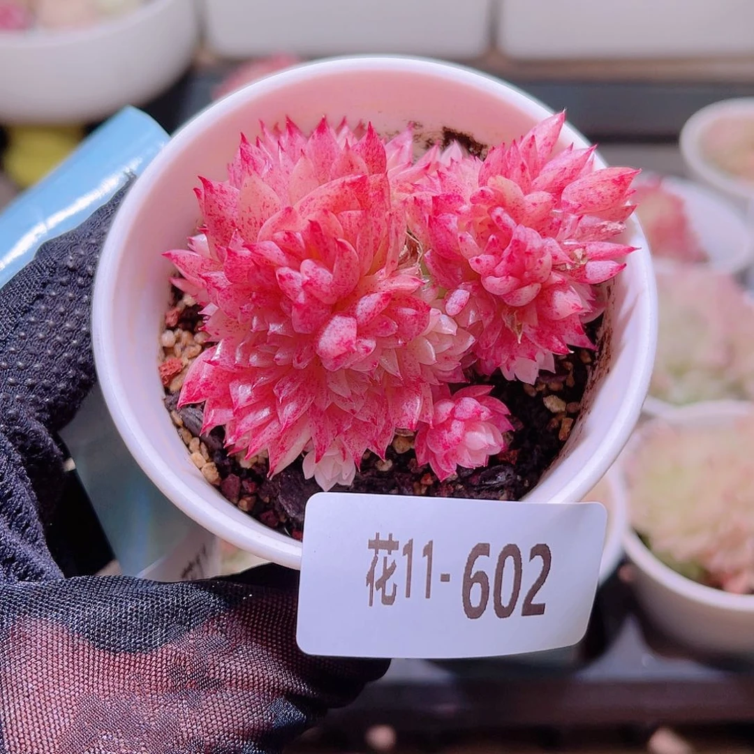 花利美11-602麦秆