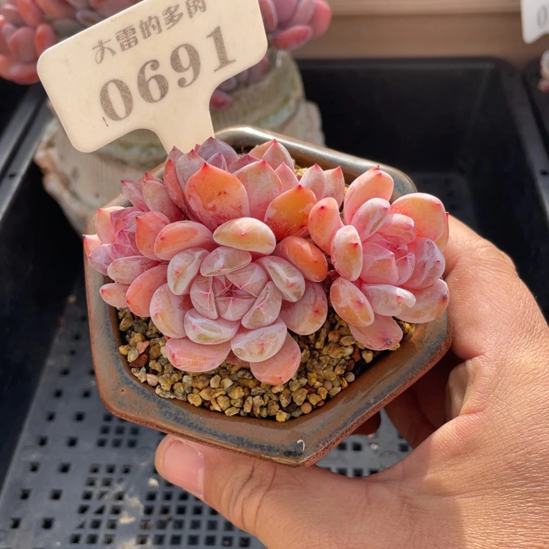 0691橙子不带盆9厘米