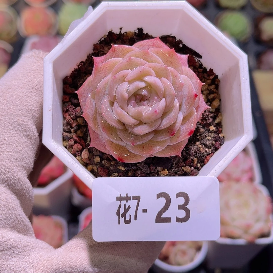 花利美7-23纯爱单头