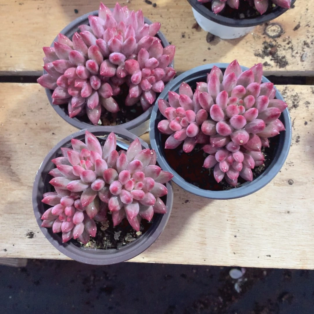 多肉植物多肉金虞姬