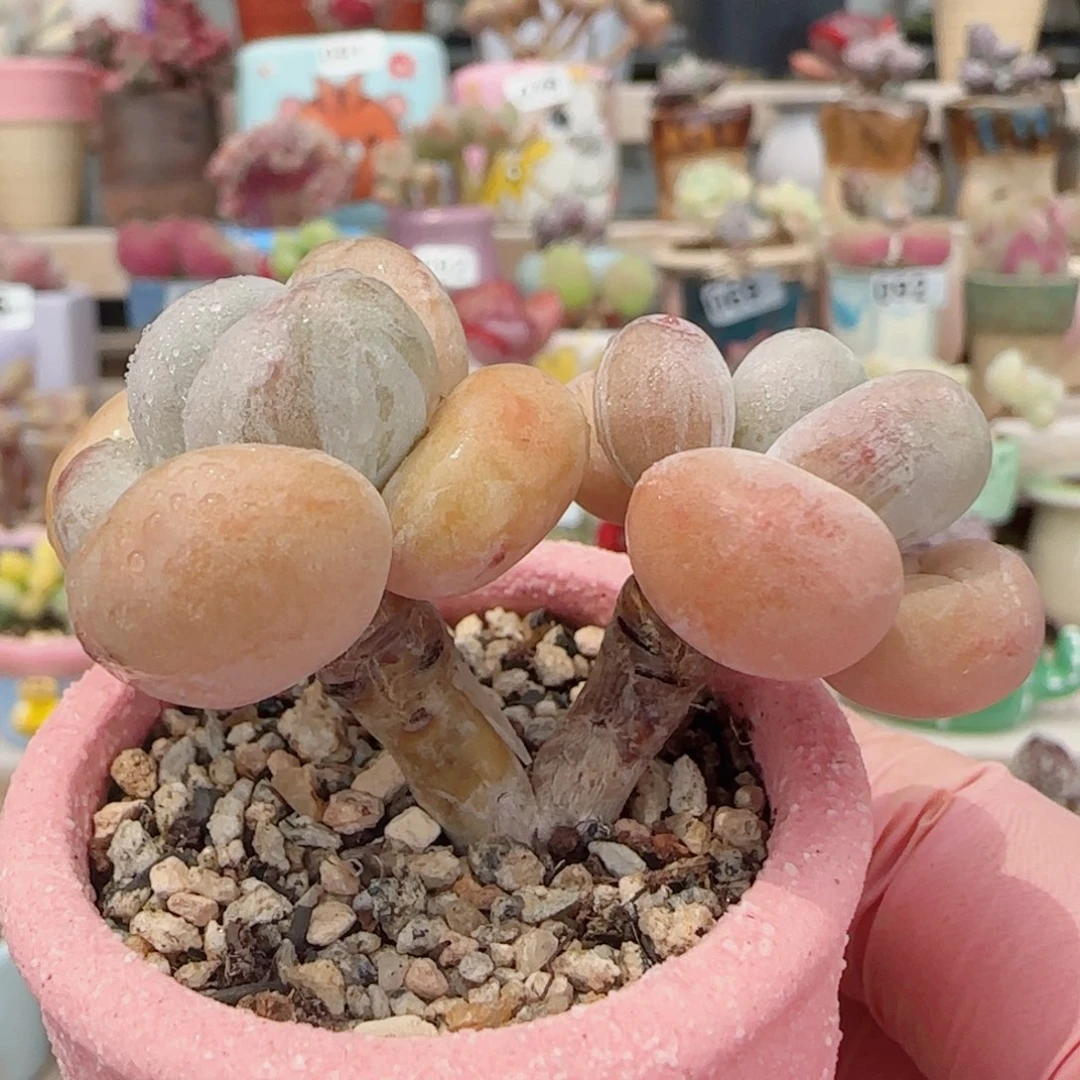 双头蛋黄奶 盆口4cm
