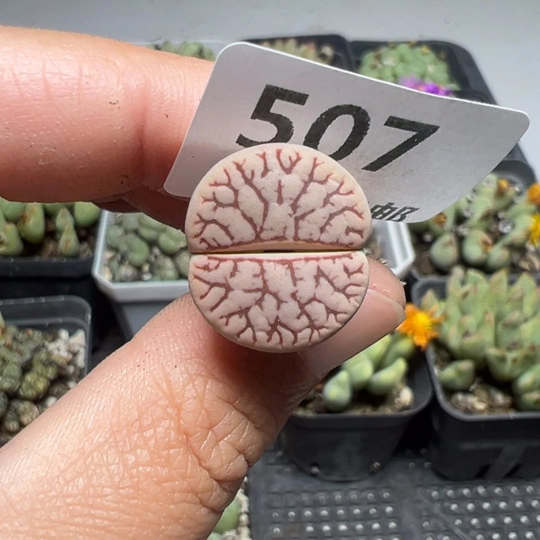 【闪购商品】507……