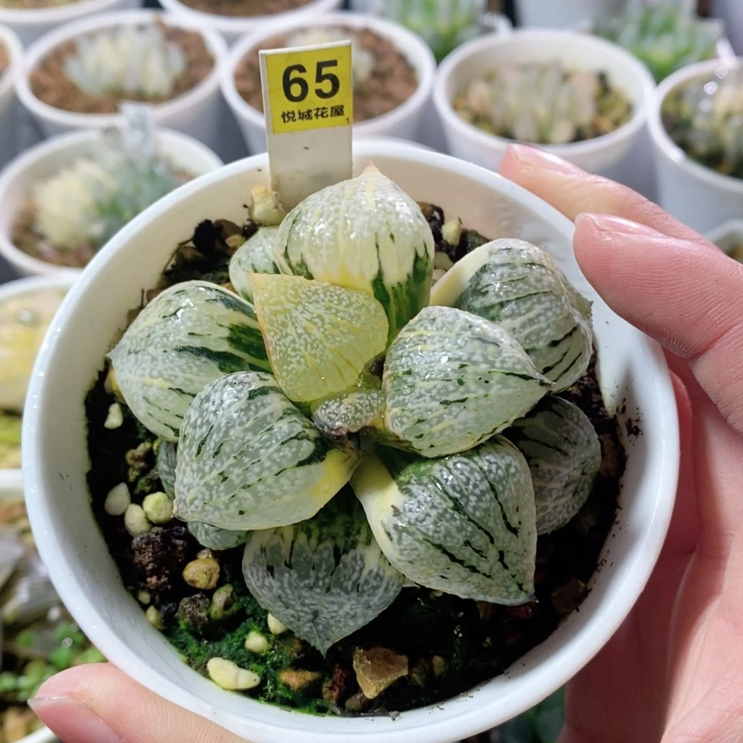 丸叶白银锦多肉植物