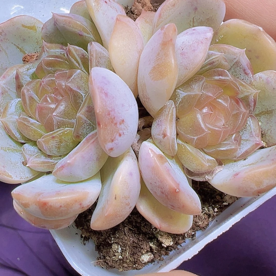 双头彩恋19包邮多肉植物