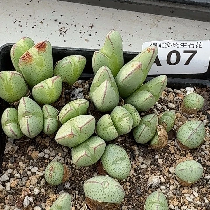 7多肉植物多肉植物