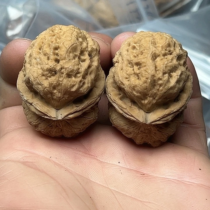 核桃33号九尾狐43尺