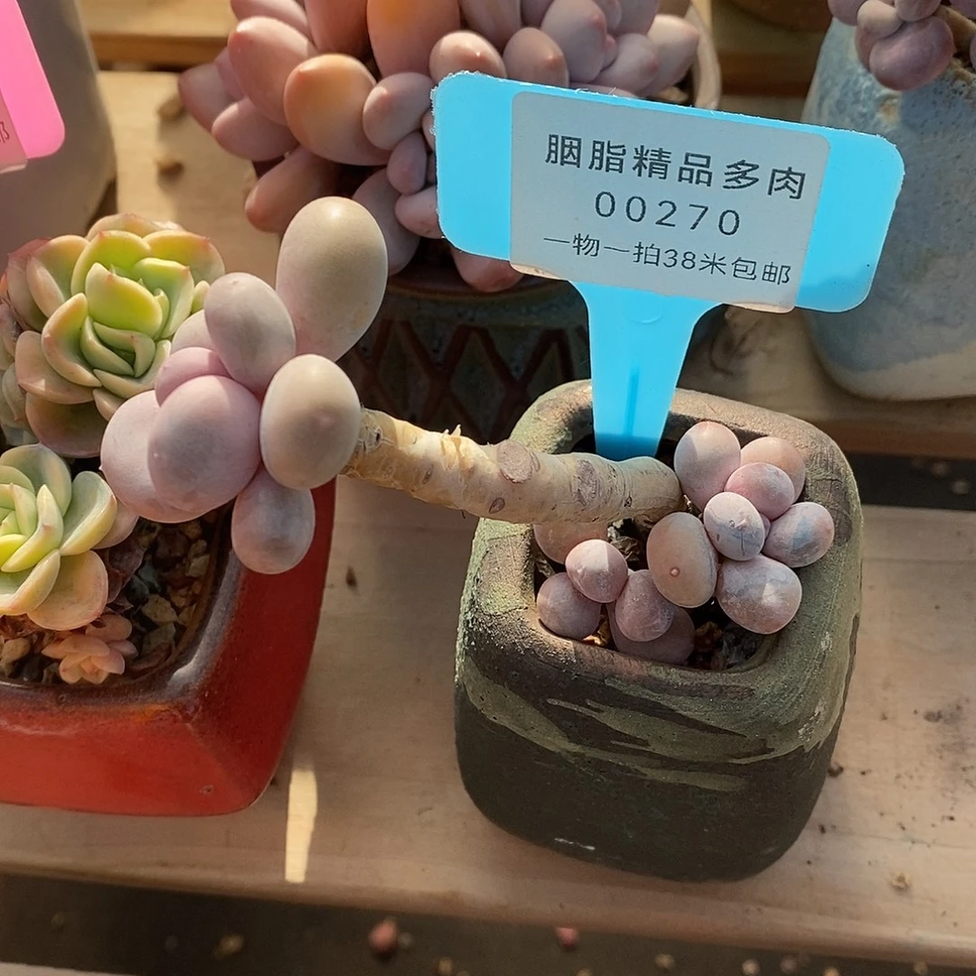 270统计日落咯哦小雨小雨