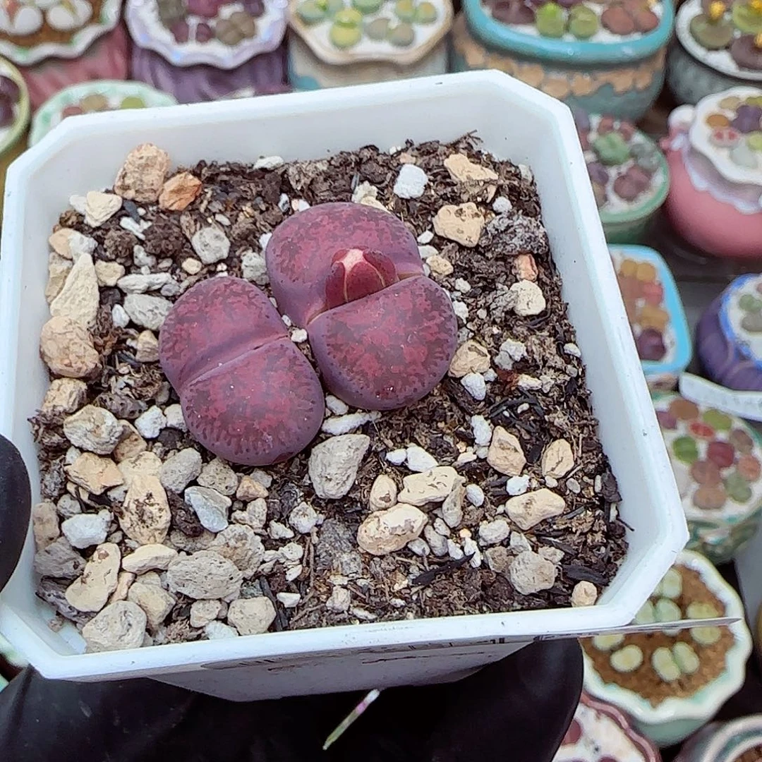 生石花满18包邮1111-163