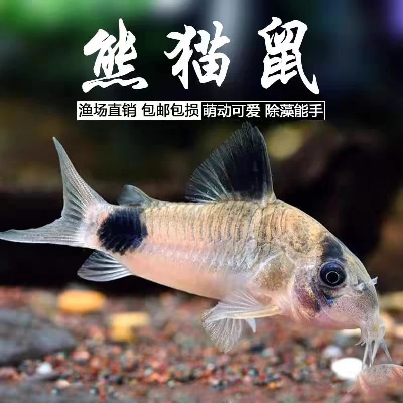 熊猫鼠鱼清洁工具鱼异形鱼清道夫缸底除藻