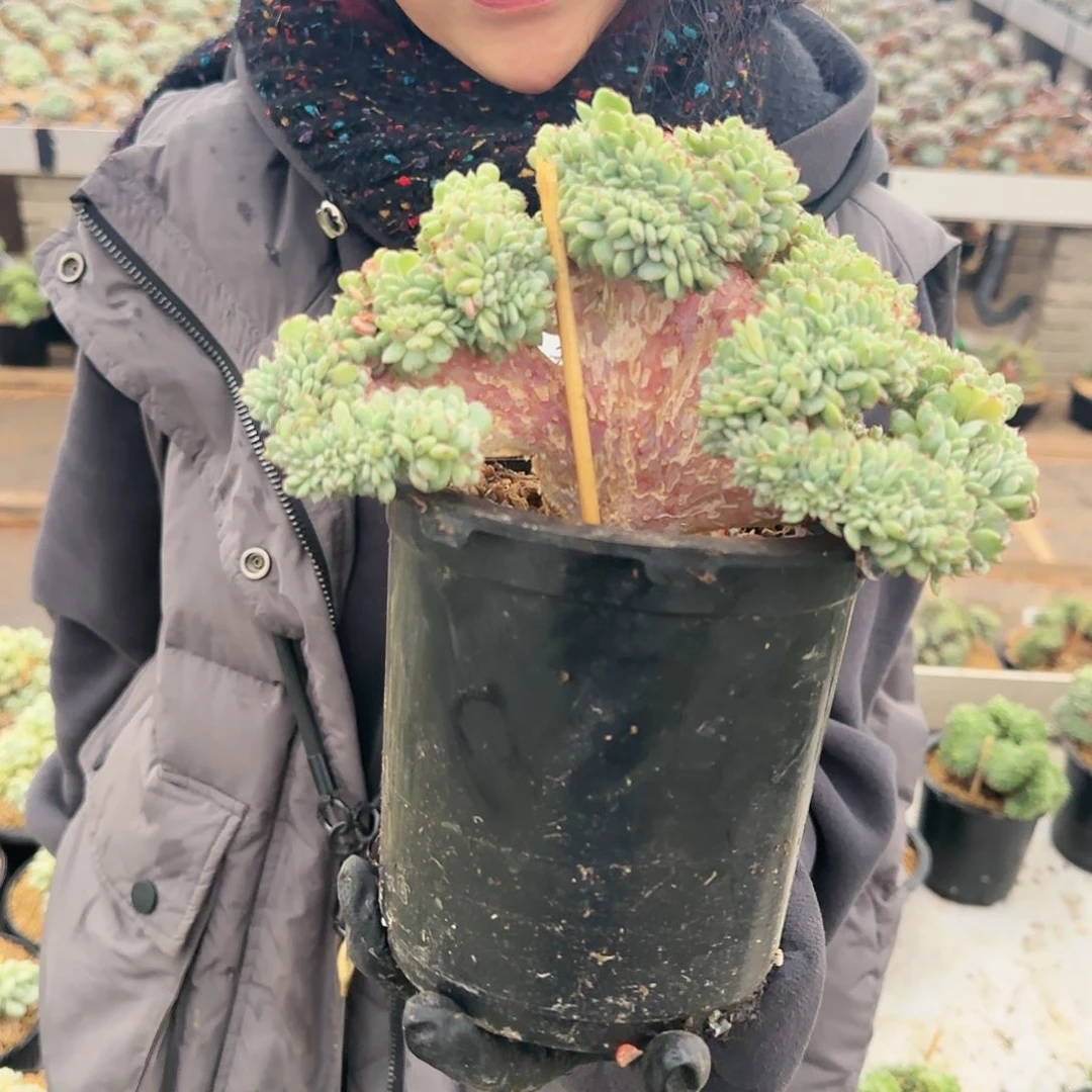 2818号48.8          肉