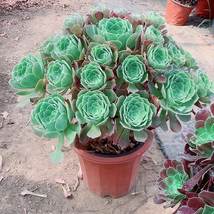 无花朵柠檬绍修玫瑰003