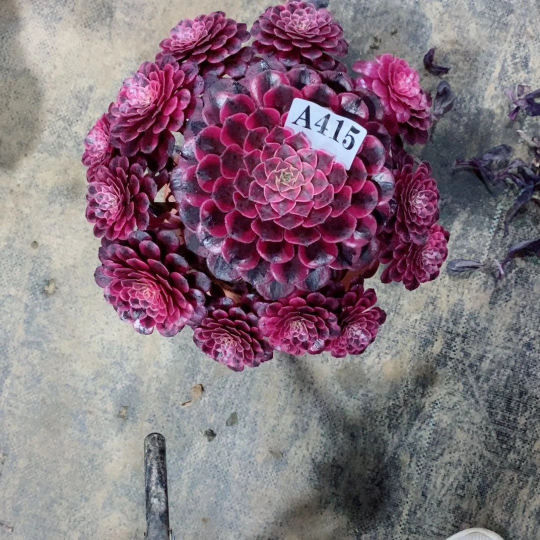 嫩桩黑铜白415多肉法师