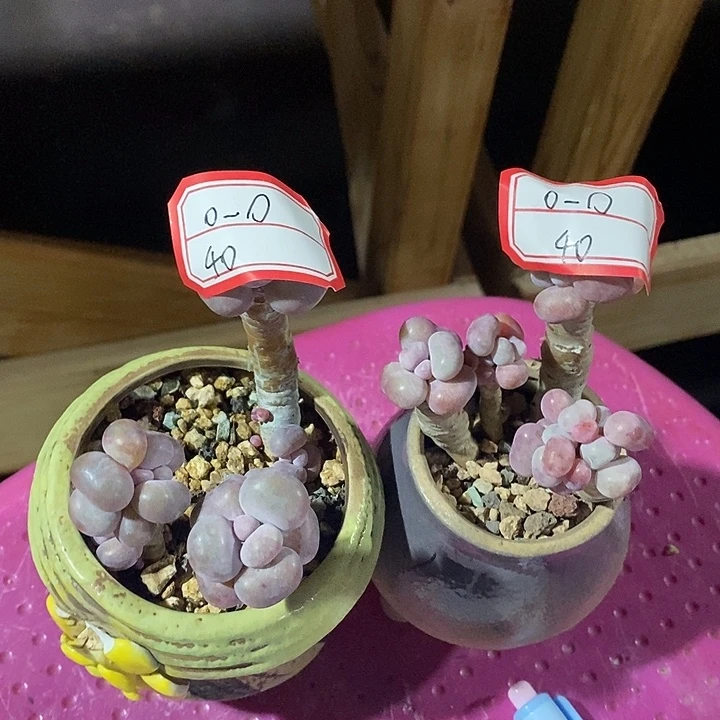 o***O阿就OK啦本与姐姐啦啊