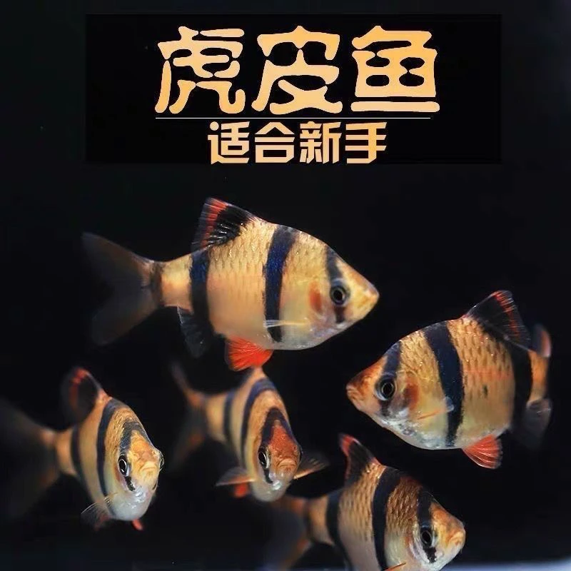 新手好养虎皮鱼荧光虎皮绿虎皮热带鱼观赏鱼小型活体鱼宠物鱼耐活