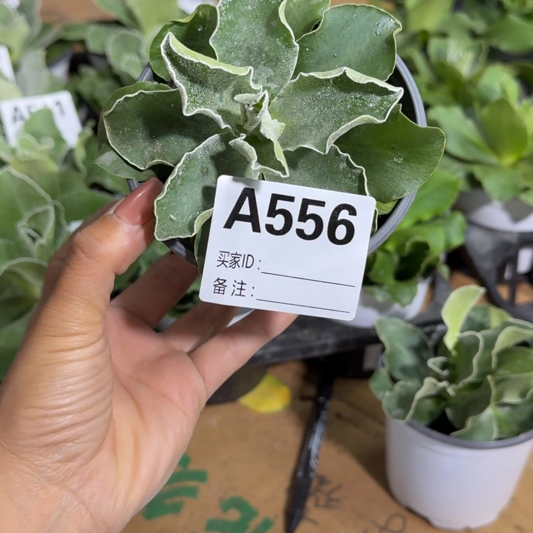 一物一拍  耳叶A556