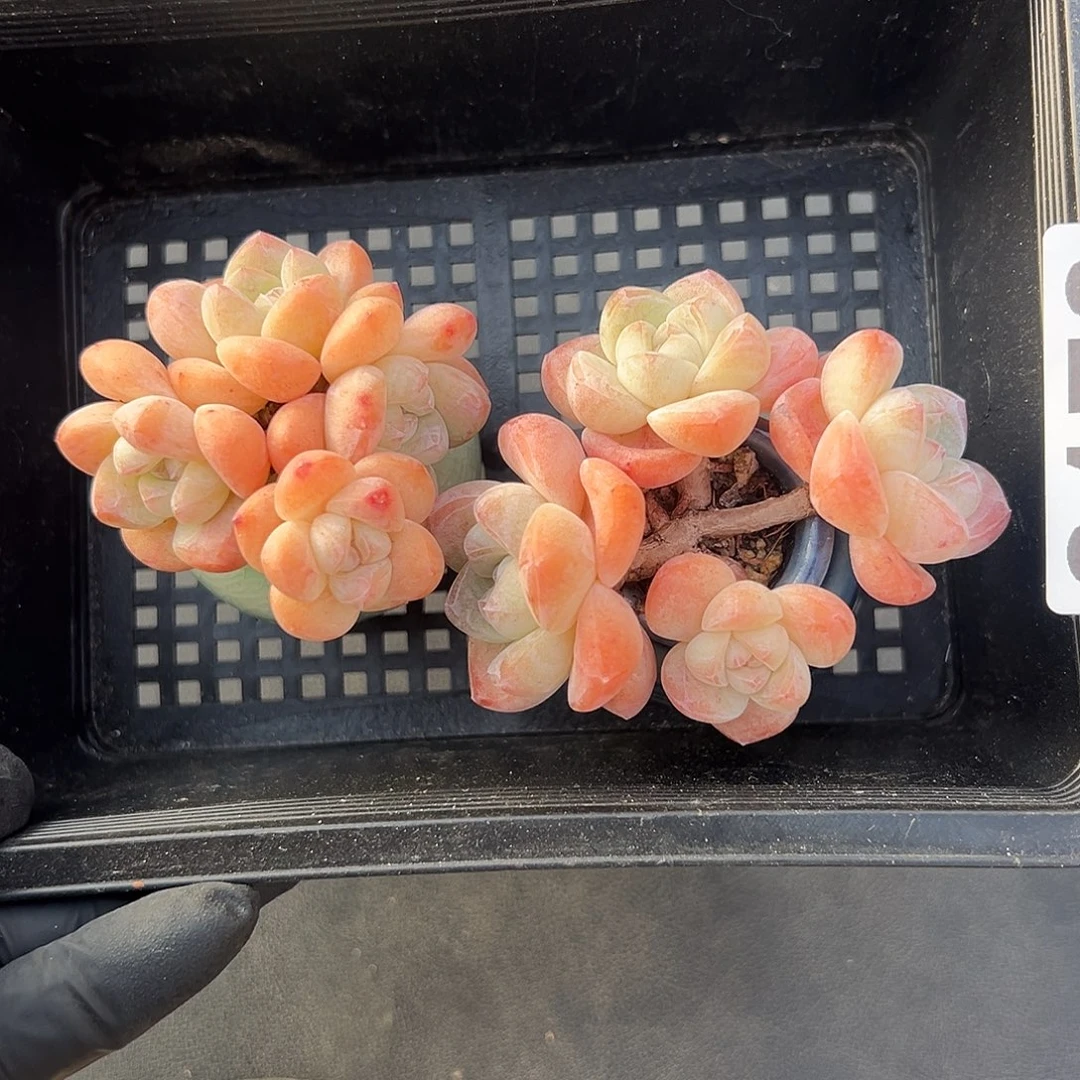 2178，俩个四头冰玉带盆发