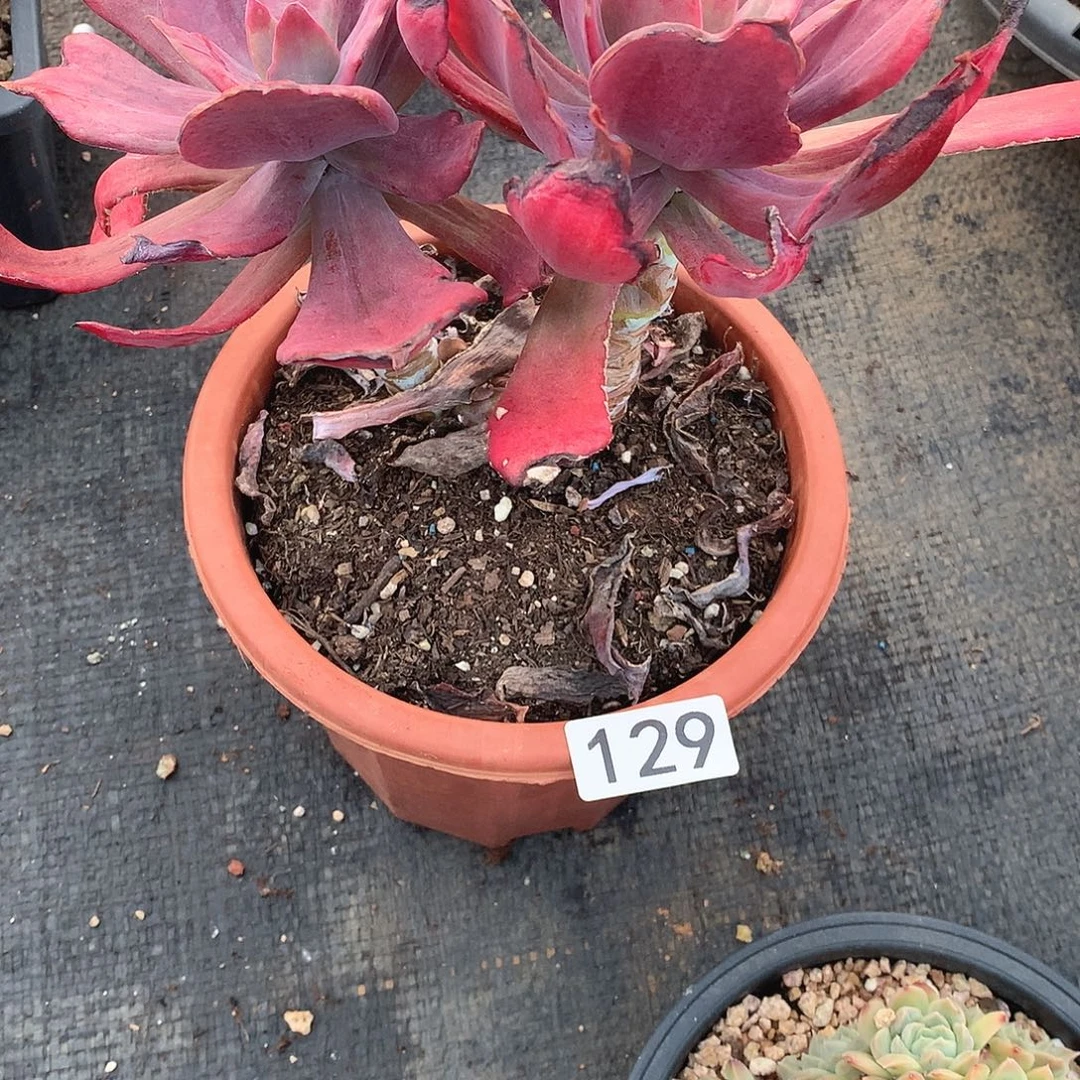 129 一物一拍多肉