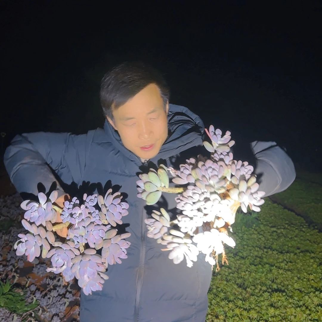 地栽桃美人多肉2颗