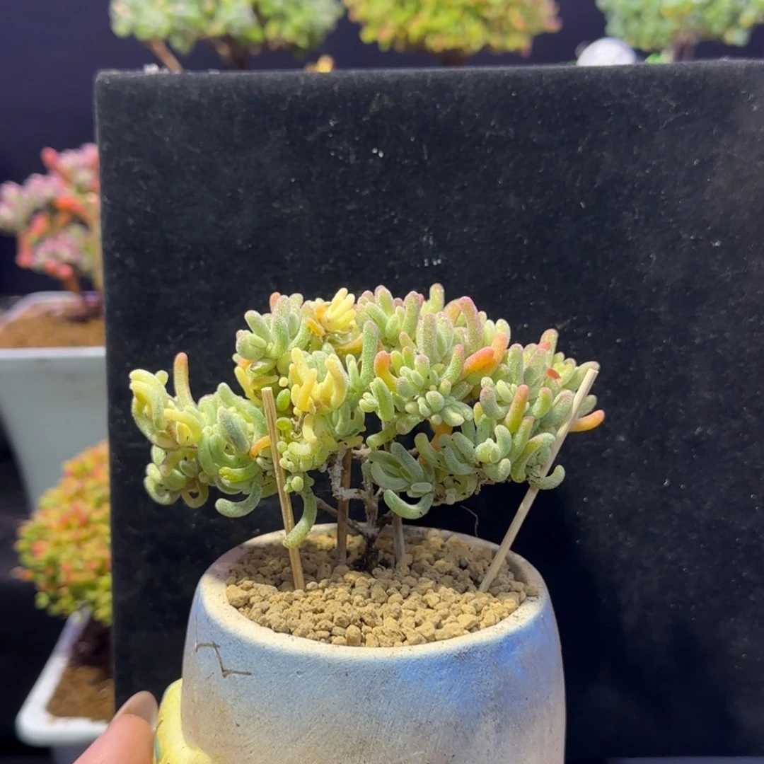 dy111橙叶锦直杆三岔带盆