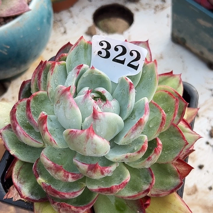 惊鸿惊鸿惊鸿322个叶展16默认裸根