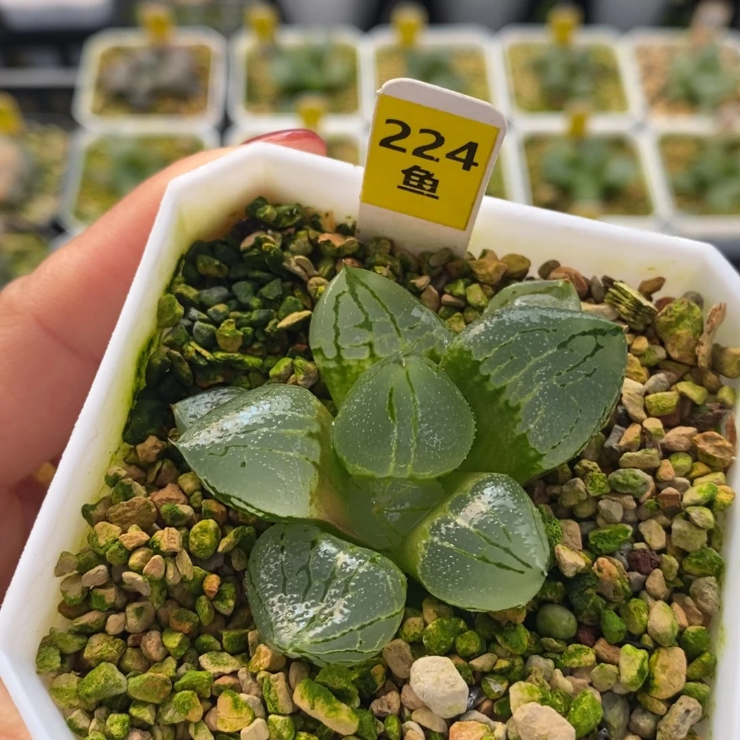 224虞美人十二卷多肉植物