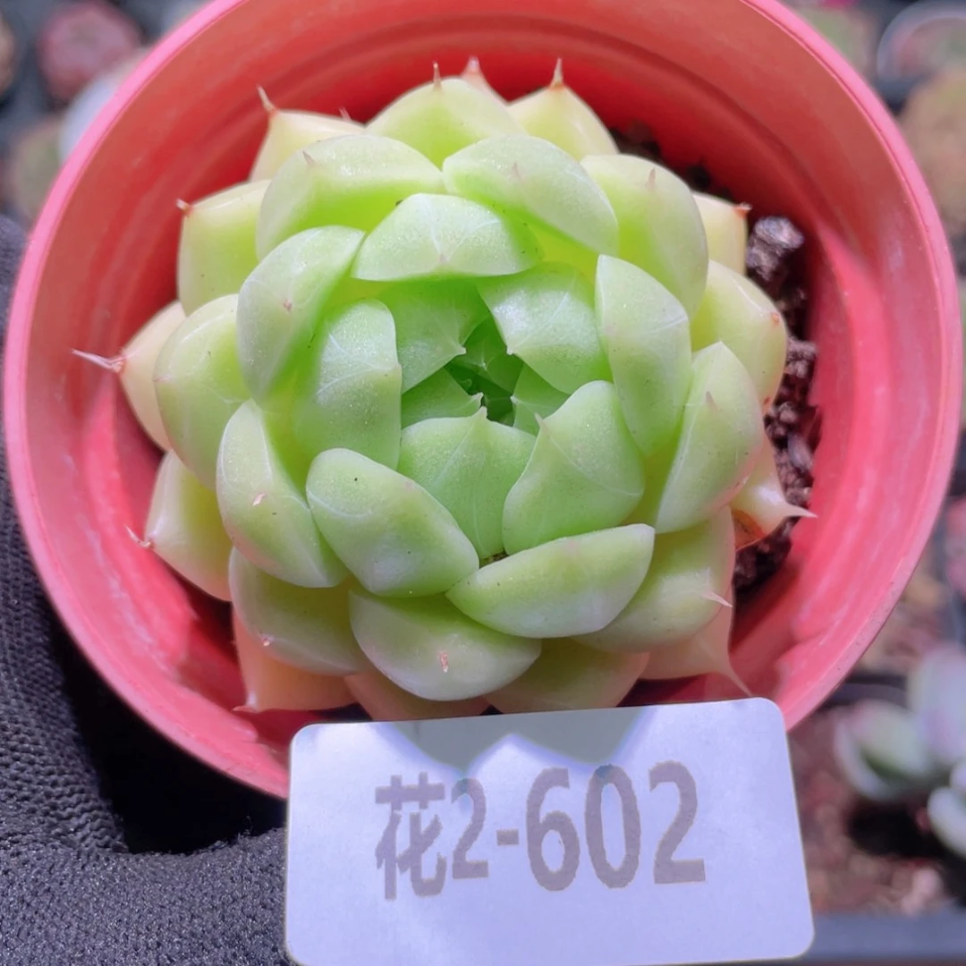 花利美2-602麦秆微瑕