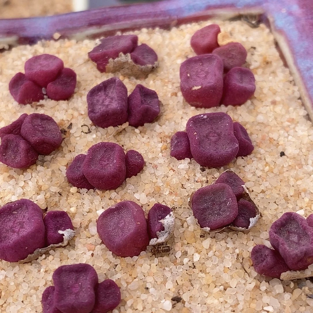 1813紫方碗样品一颗