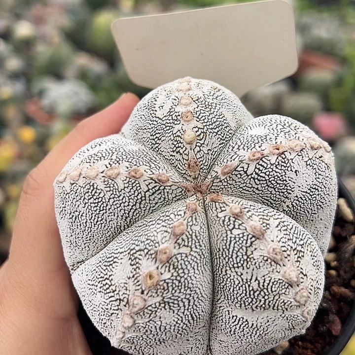 无花朵上去哦哟去玩呀喔喔喔聚集了LJLLJL