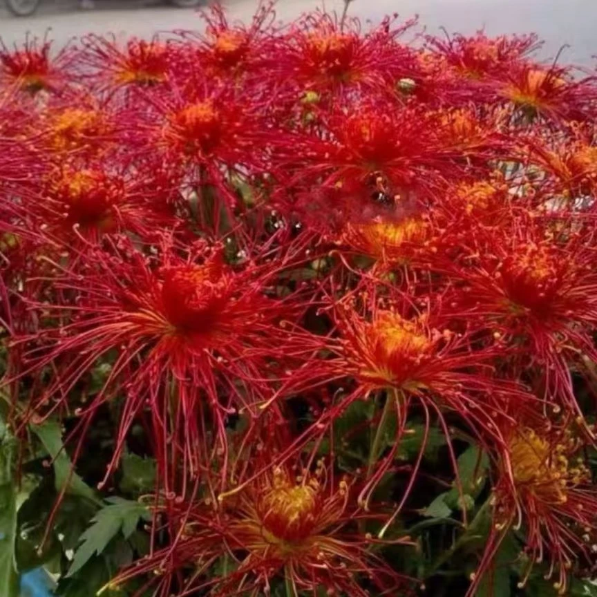 红线串珠菊花苗九月菊金丝菊盆栽绿植室内庭院四季种植好养易活