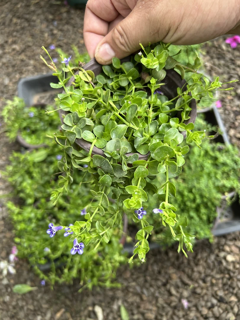 【灿朵花卉】瞳草（天使之泪）多年生草本植物 -花镜庭院种植