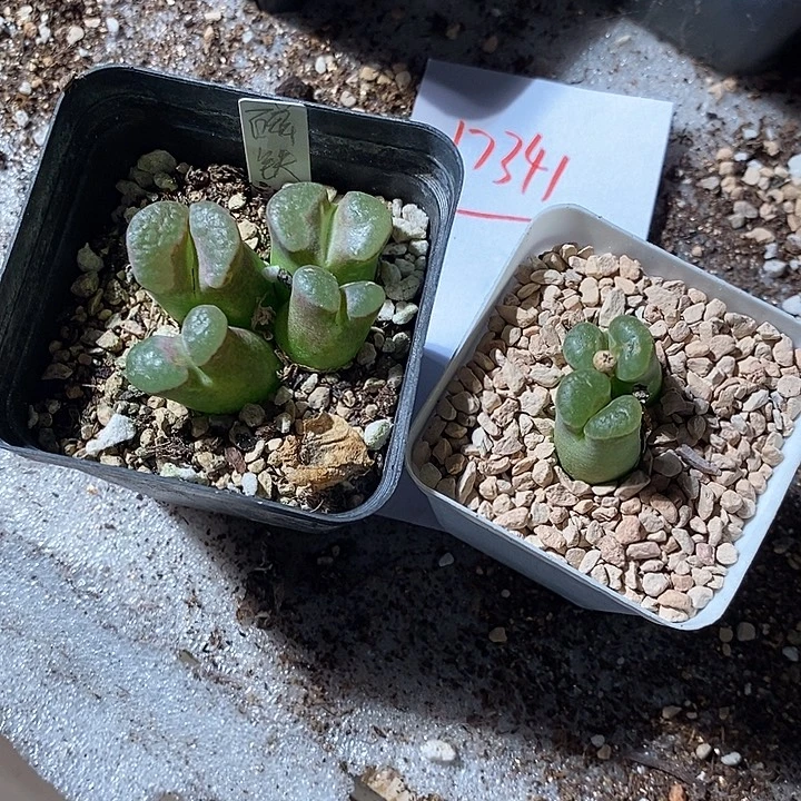 17341。   一组磁铁。