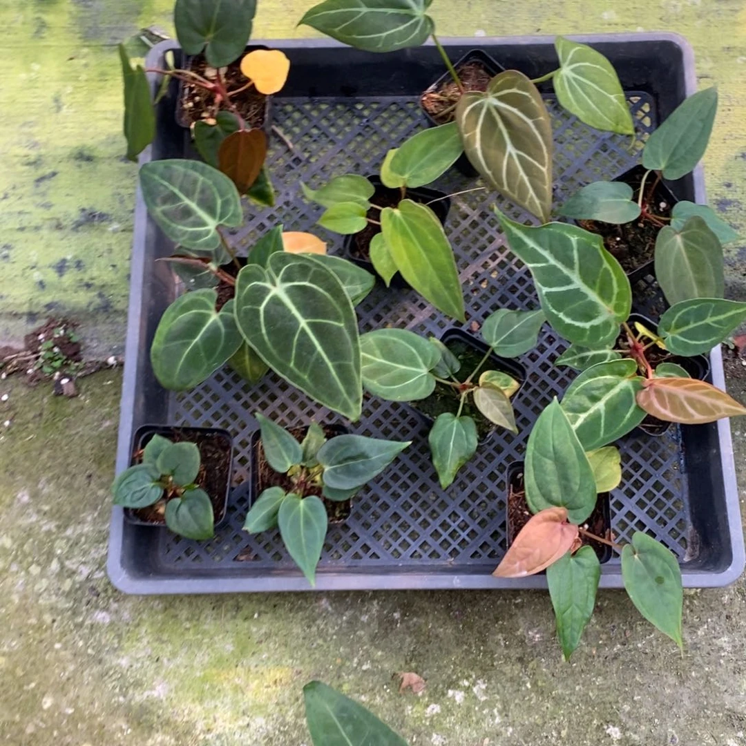 川***.不开花植物9584  10颗杂交活动苗
