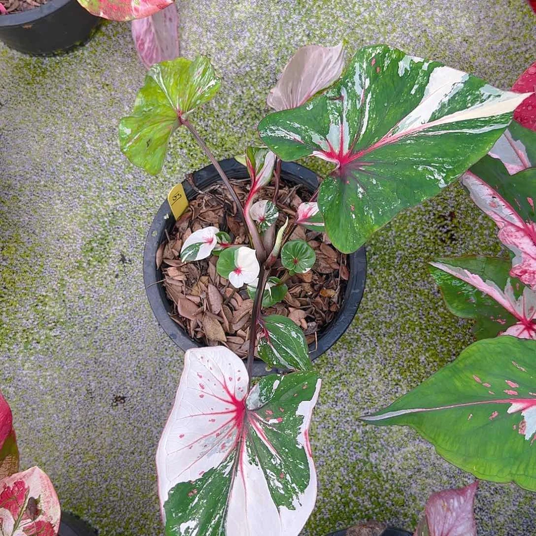 157-0618泰国发货