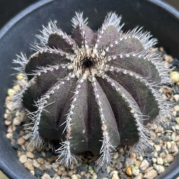 栉刺老尤伯球自根有掉刺仙人球多肉植物绿植盆栽花卉龙舌兰十二卷