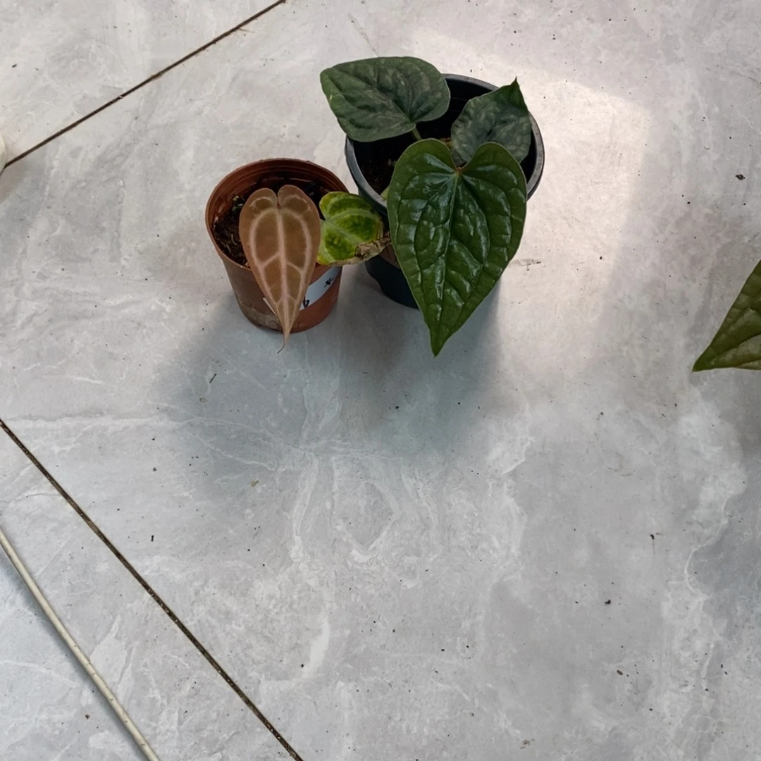 不开花植物5616 奢华+红水晶籽播4号发货