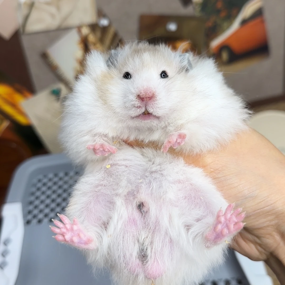 火波弟弟6.18生日