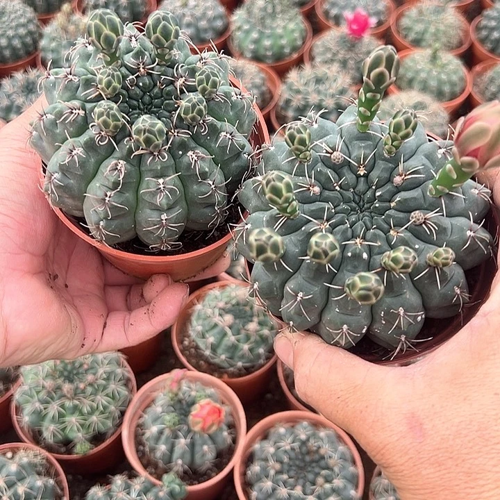 两个大菲花玉仙人球