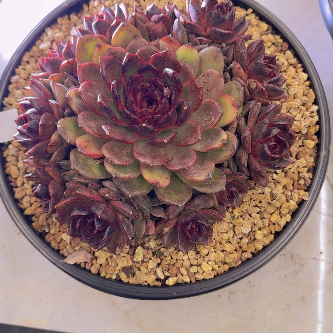 泡***泡4-8溜溜球多肉植物