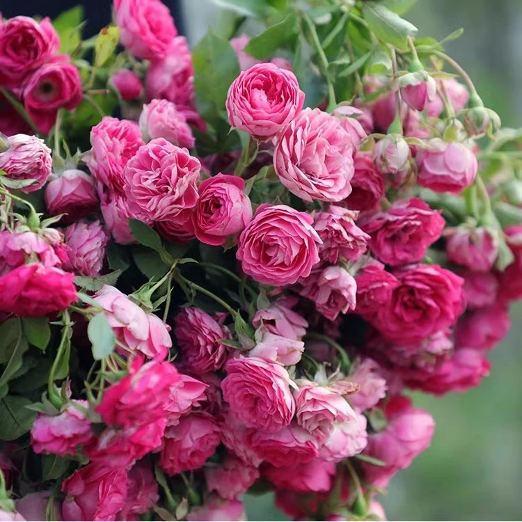 藤本月季胭脂扣多头群开花量大爬藤快阳台庭院盆栽地栽蔷薇月季花