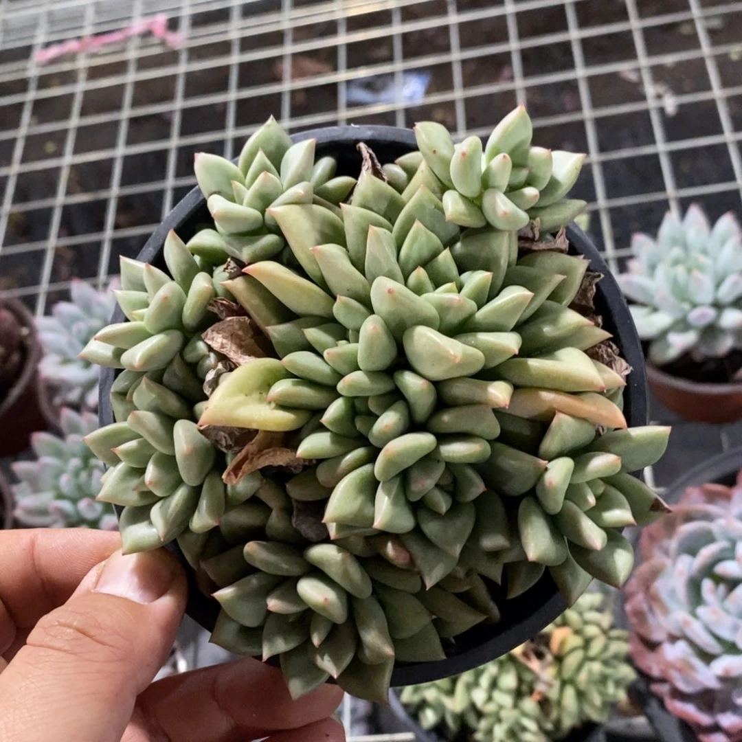玉珠冬云群生多头