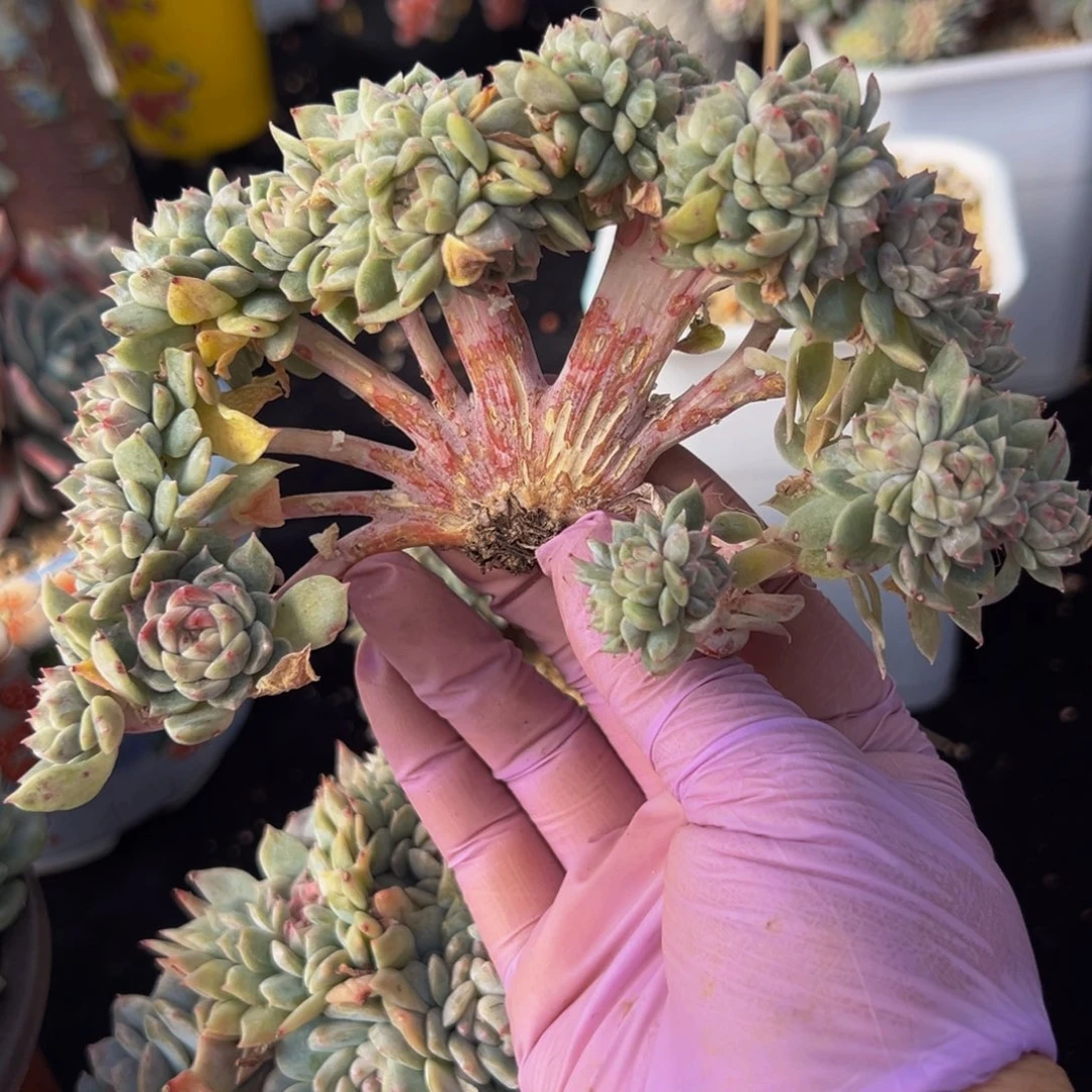 29头朵缀 新年快乐 新年快乐