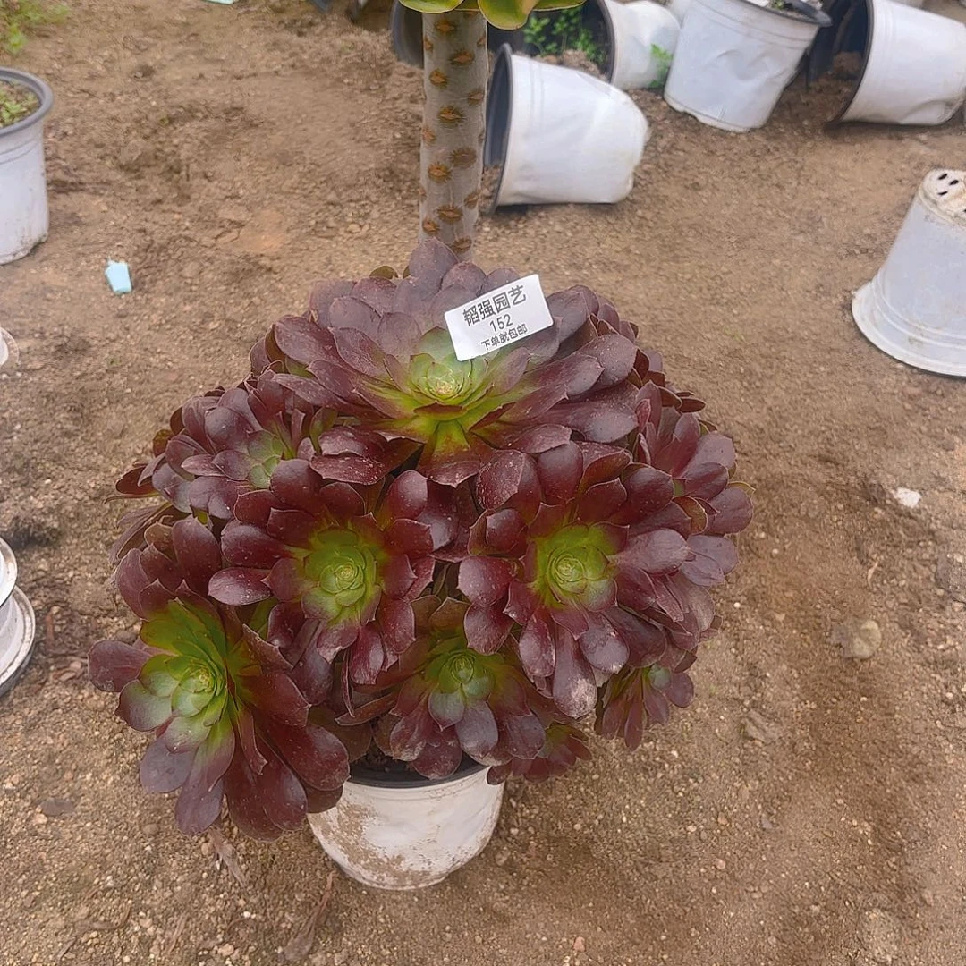 *****黑美人暴君多肉植物152-53