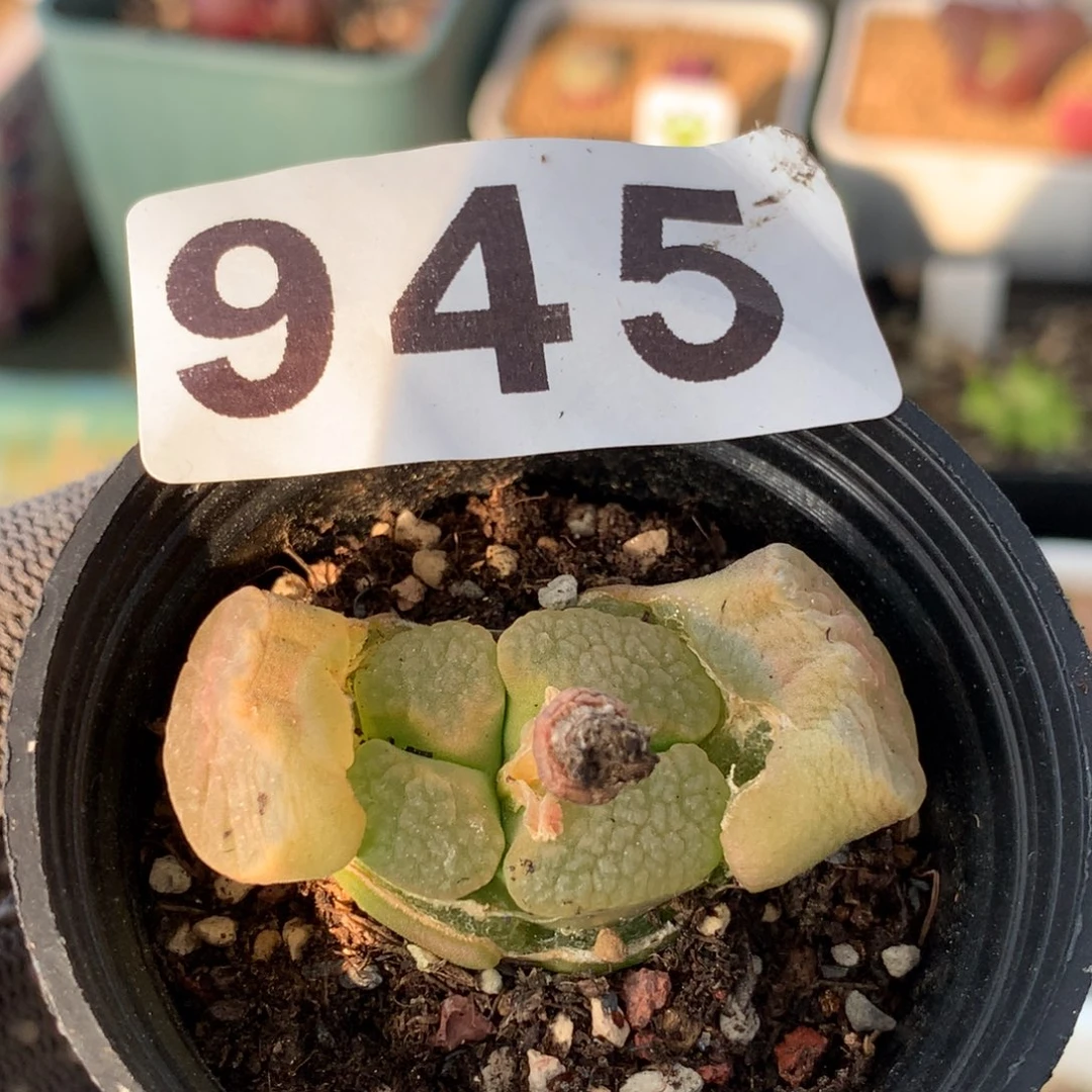 945磁铁风铃母本