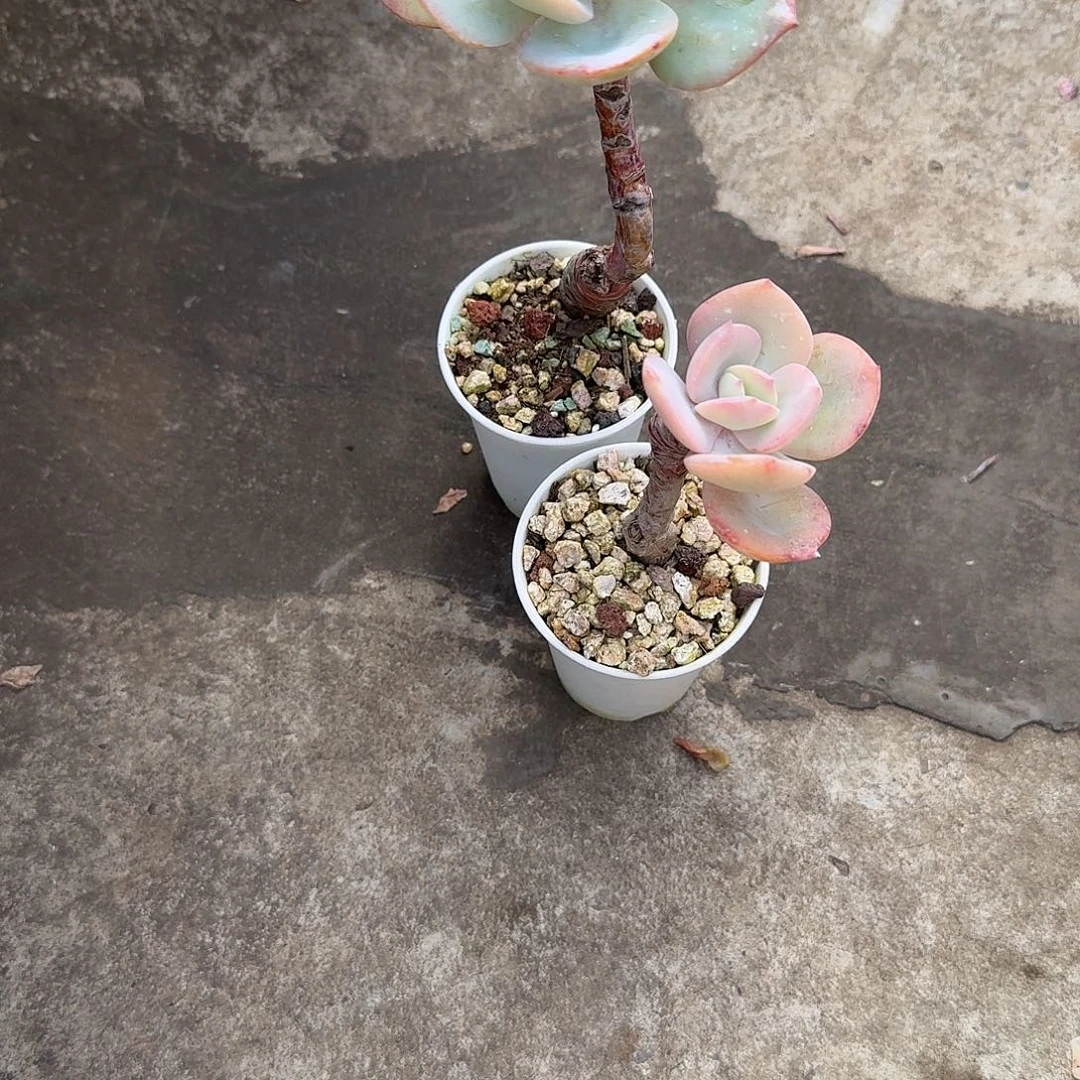 牡***丹白凤多肉植物两颗