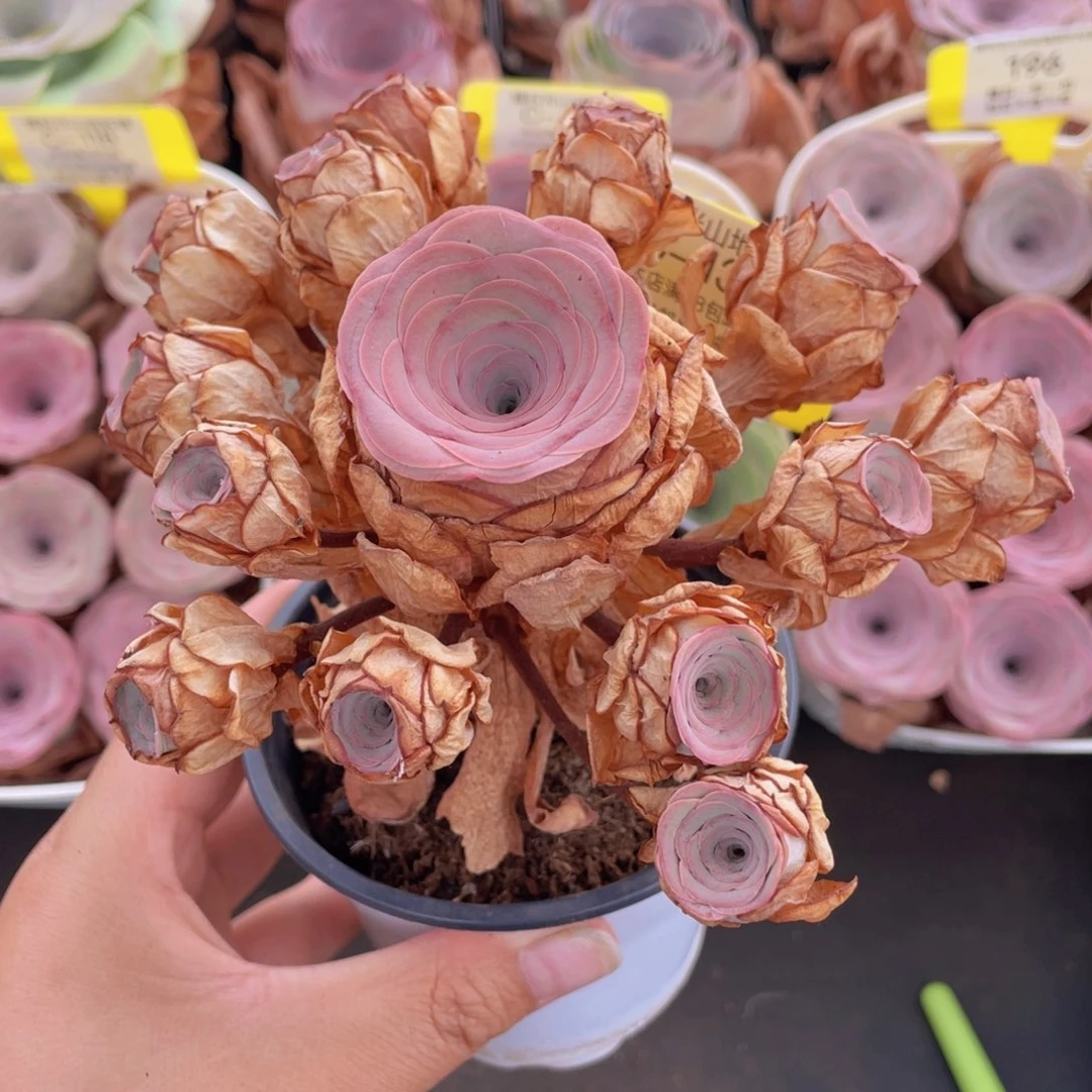 山地玫瑰C134满38包邮裸根发货