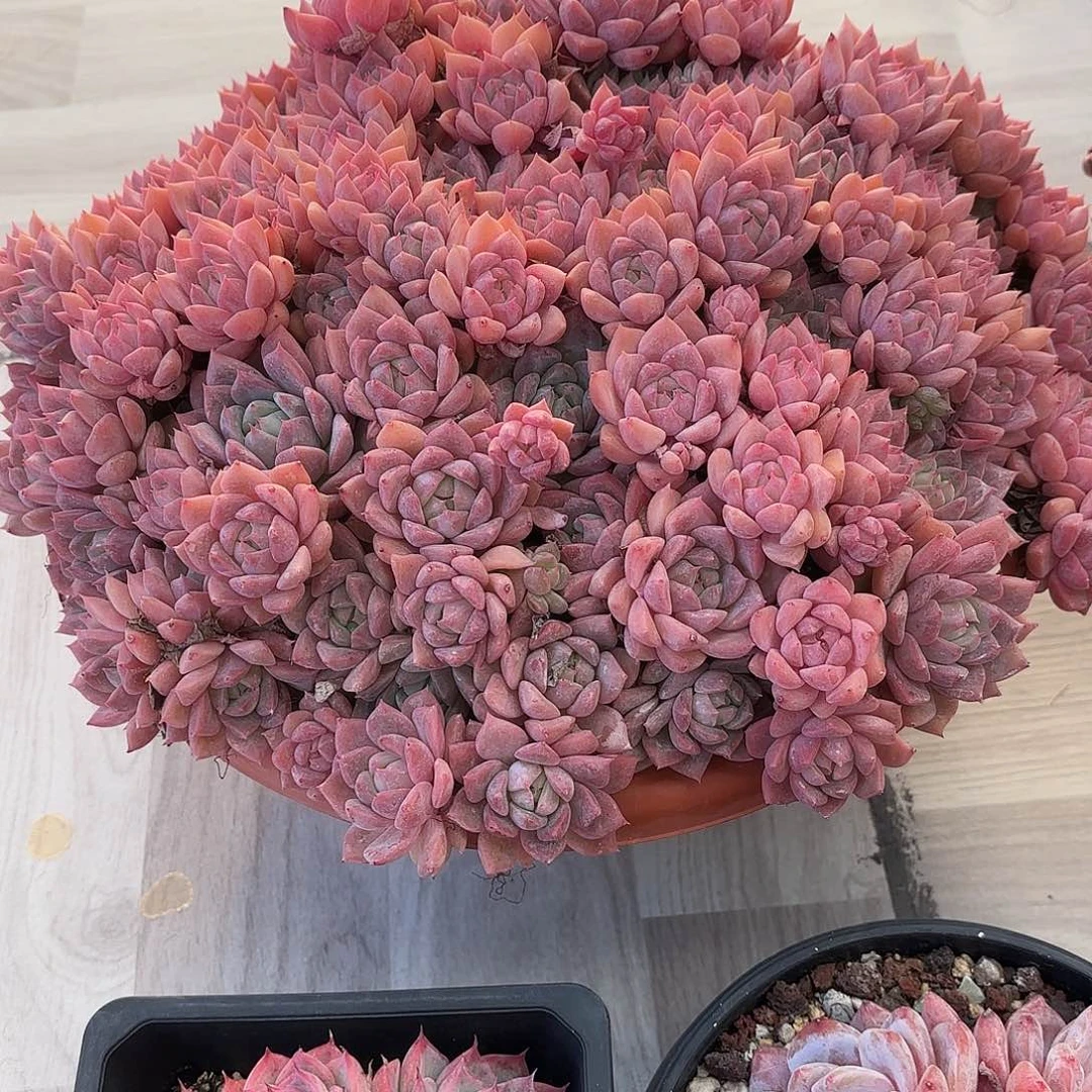 杨***青我们要好好学习啊哈哈