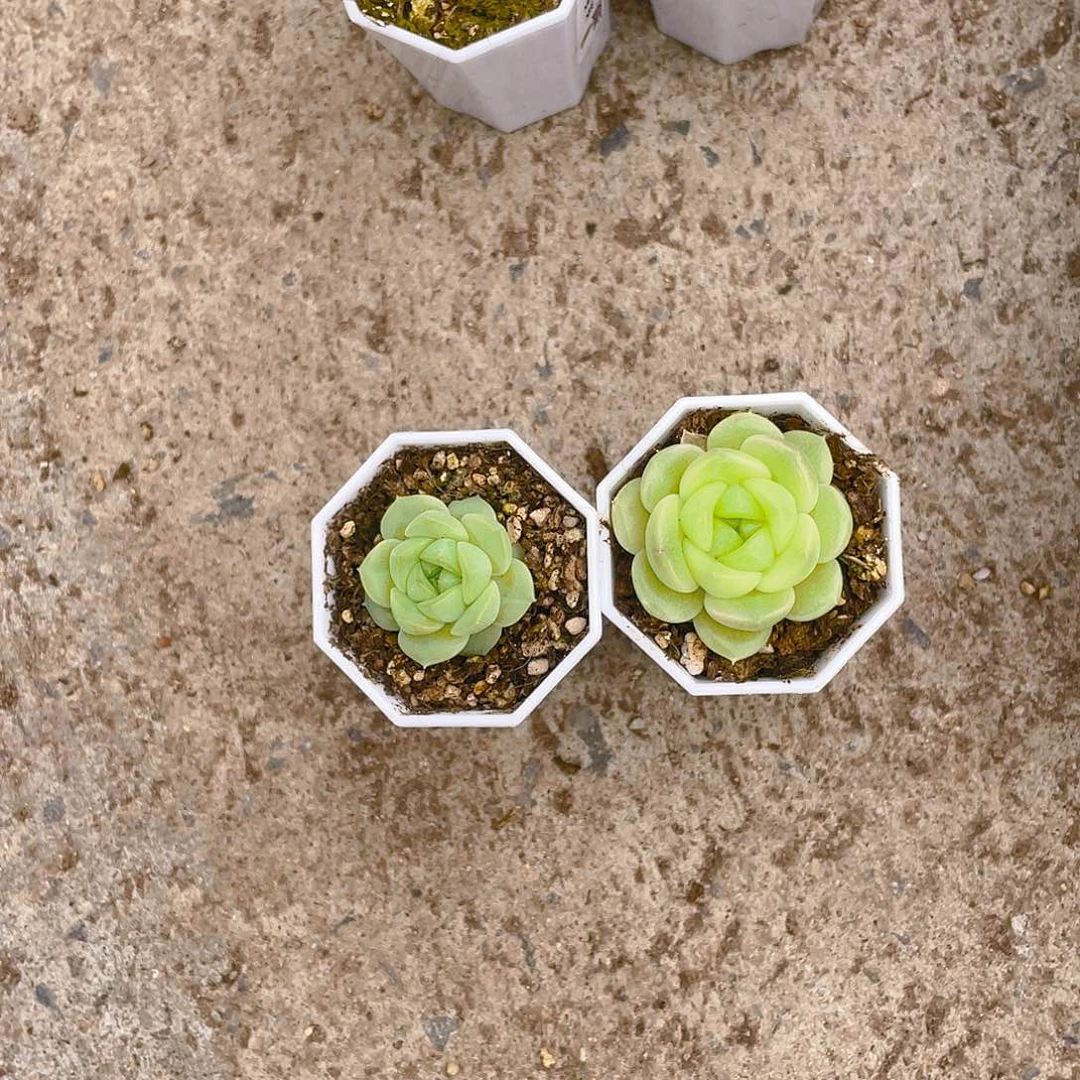 李**?684/446中苗各一个满25包邮