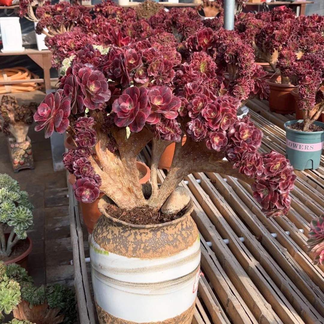 美杜莎老桩精品迎客松